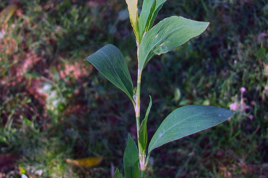 Polygonum sp