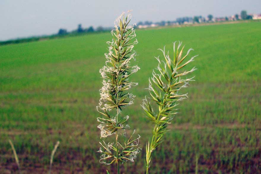 cfr. Anthoxanthum odoratum