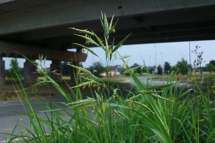 Da identificare - cfr. Bromus inermis