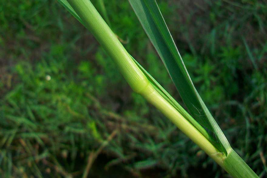 Setaria pumila / Pabbio rossastro
