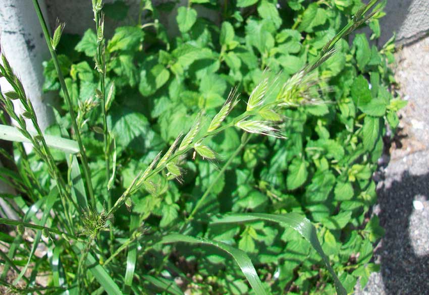 Lolium multiflorum / Loglio maggiore