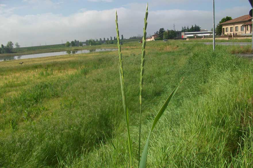 Erbacea da identificare