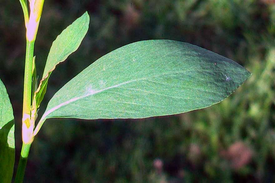 Polygonum sp