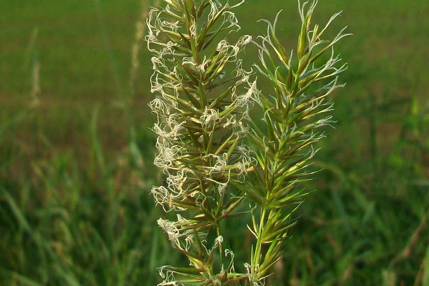 cfr. Anthoxanthum odoratum