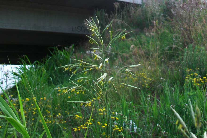 Da identificare - cfr. Bromus inermis