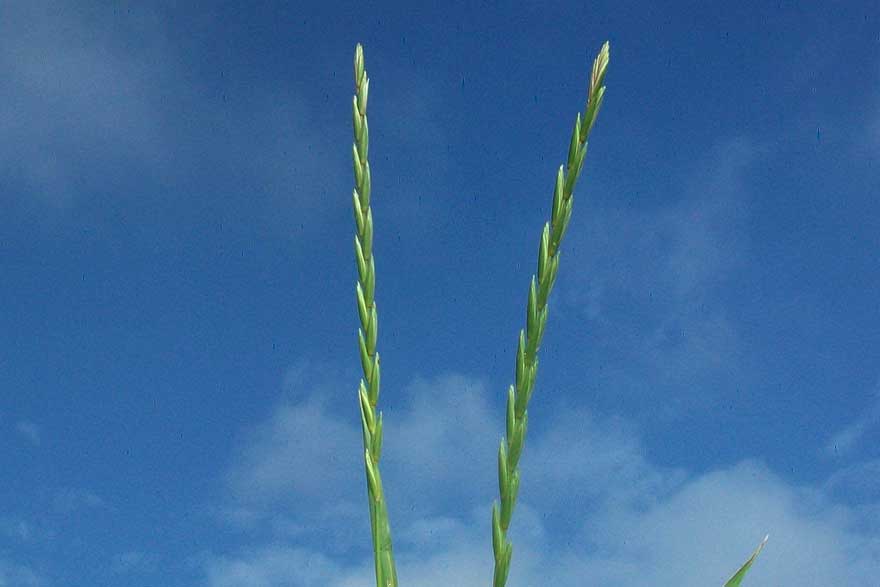 Erbacea da identificare