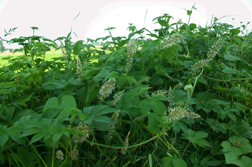 cfr. Anthoxanthum odoratum