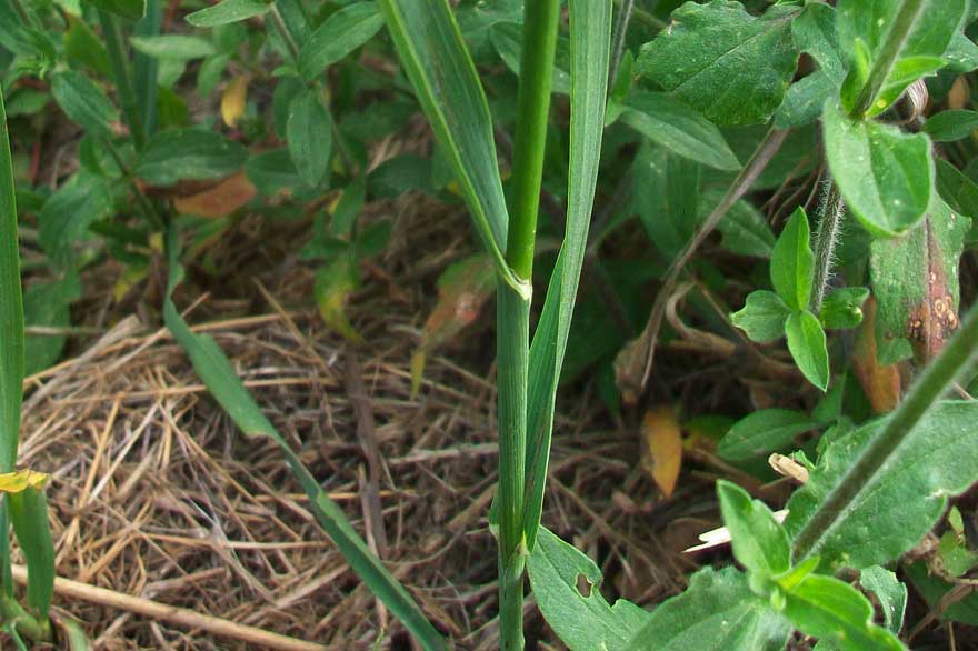 Da identificare - cfr. Bromus inermis