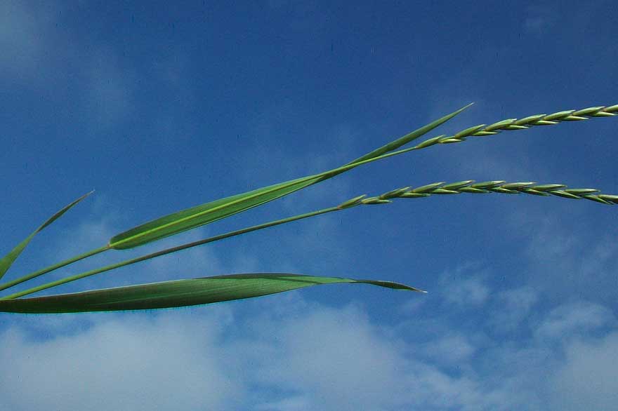 Erbacea da identificare