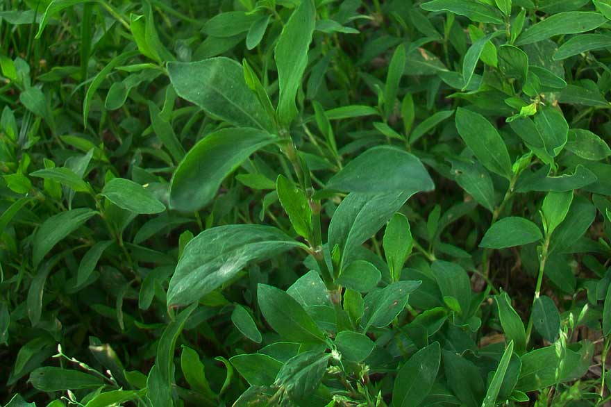 Polygonum sp