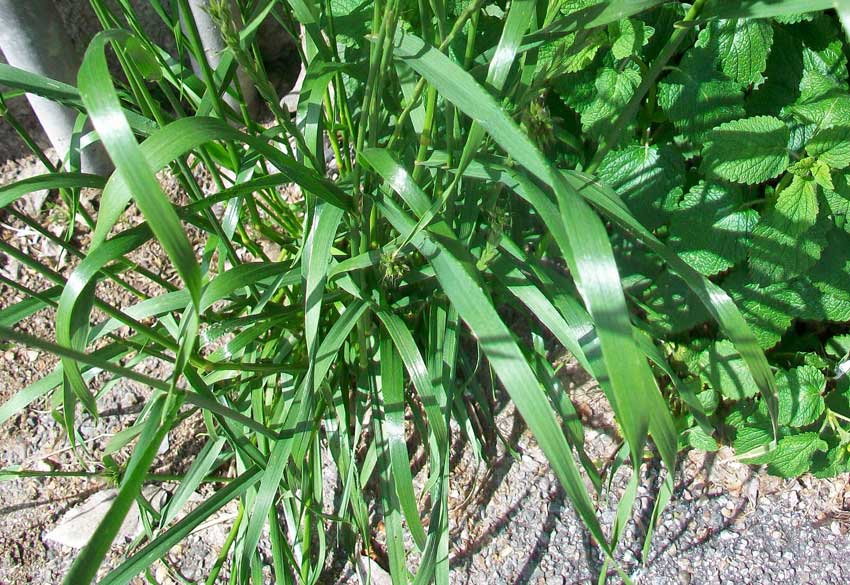 Lolium multiflorum / Loglio maggiore
