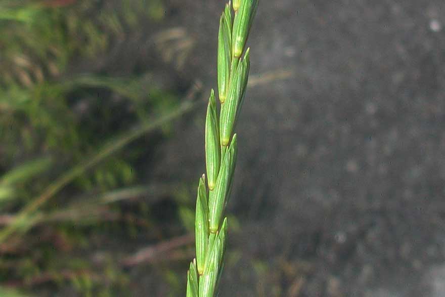 Erbacea da identificare