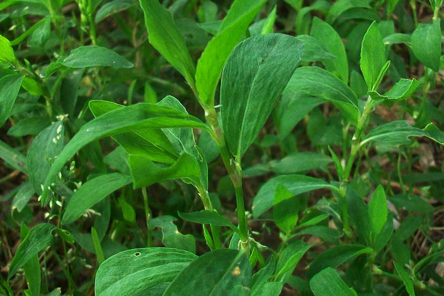 Polygonum sp