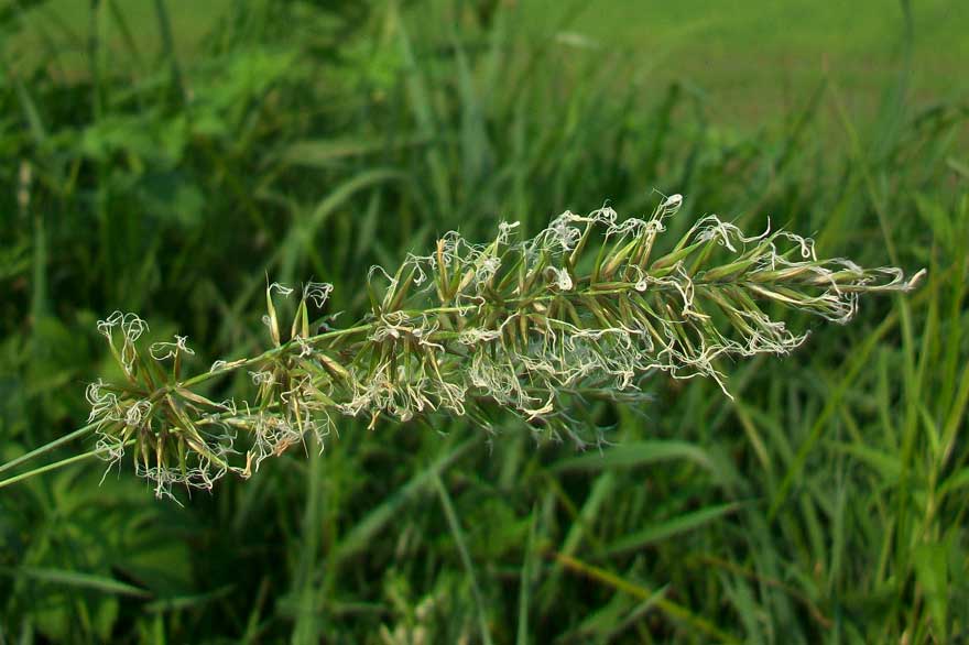 cfr. Anthoxanthum odoratum