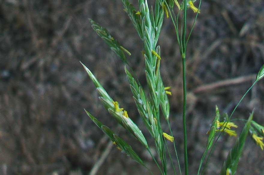 Da identificare - cfr. Bromus inermis