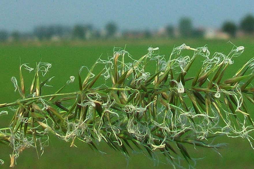 cfr. Anthoxanthum odoratum