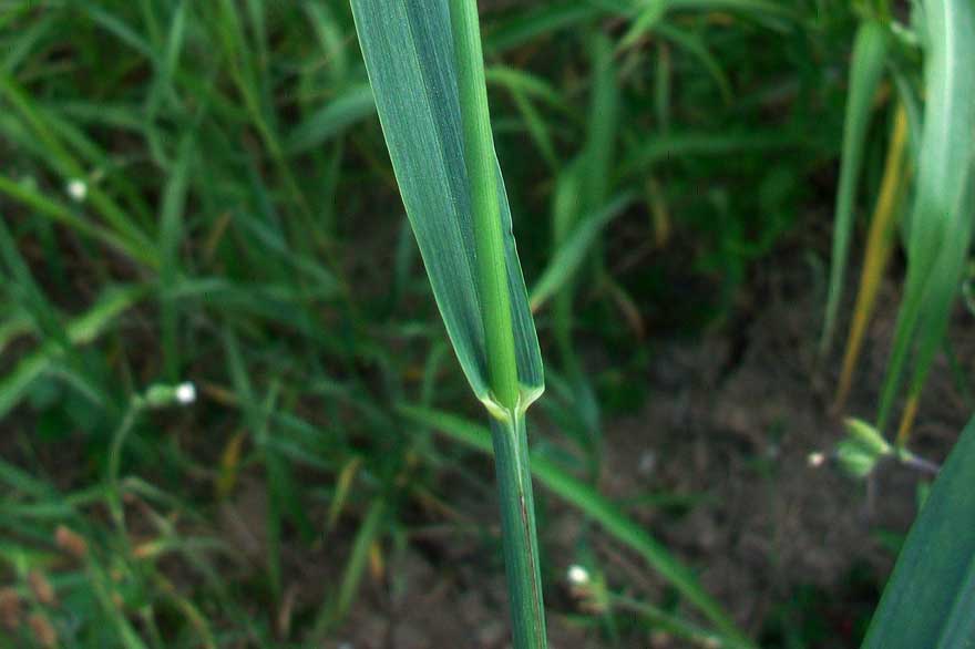 Da identificare - cfr. Bromus inermis