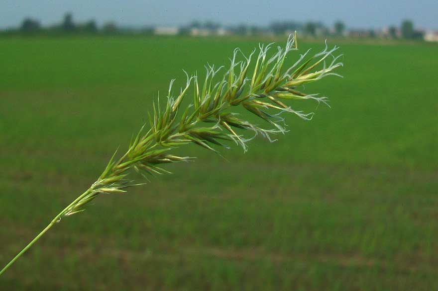 cfr. Anthoxanthum odoratum