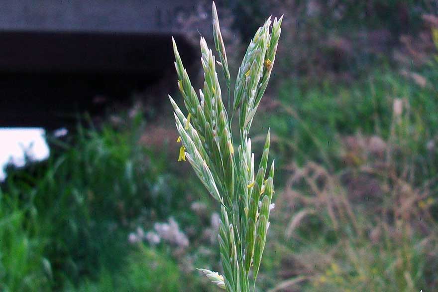 Da identificare - cfr. Bromus inermis