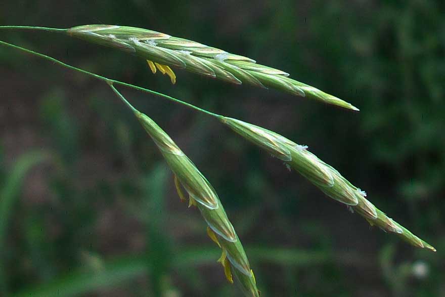 Da identificare - cfr. Bromus inermis