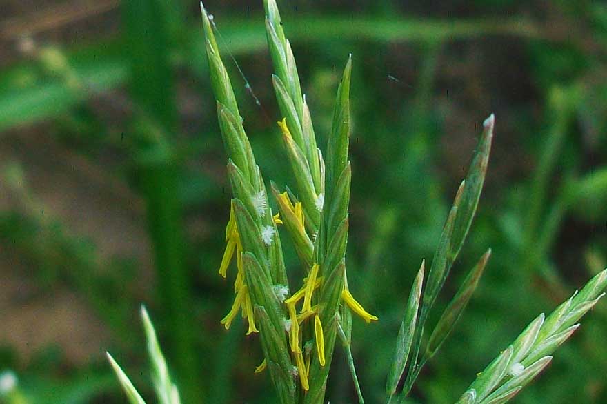 Da identificare - cfr. Bromus inermis