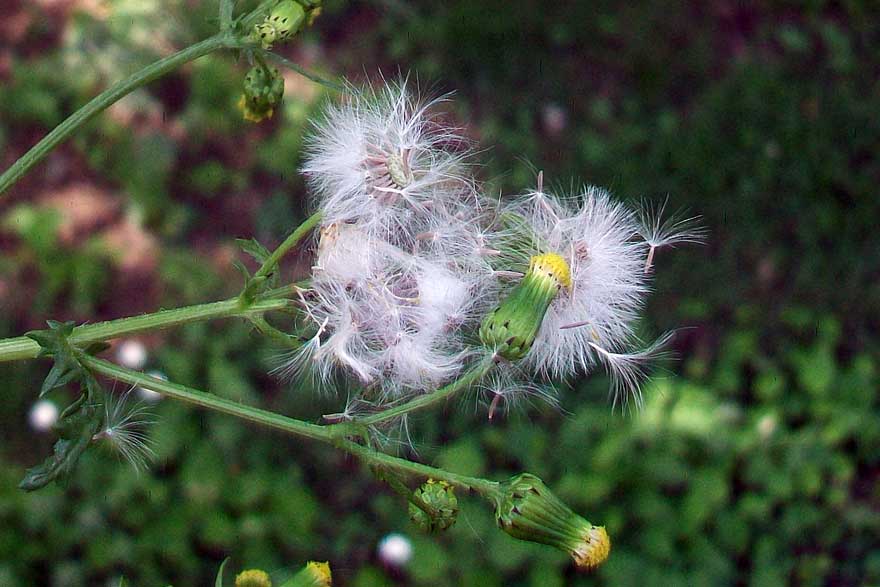 Senecio vulgaris