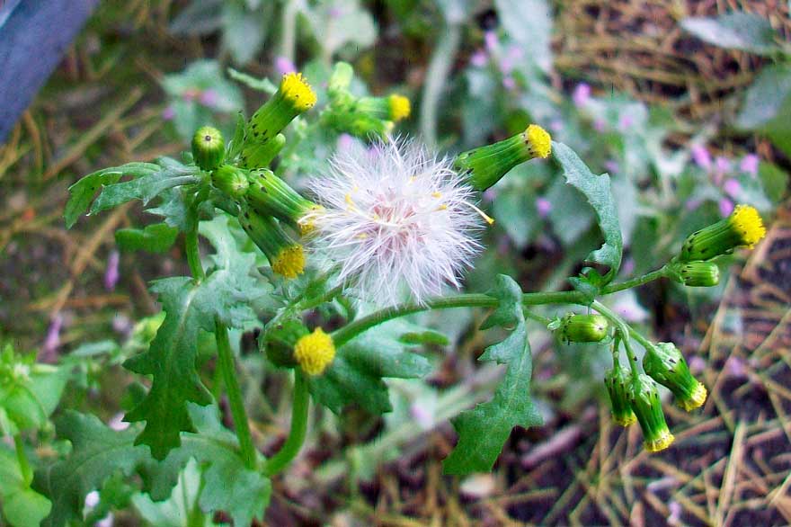 Senecio vulgaris