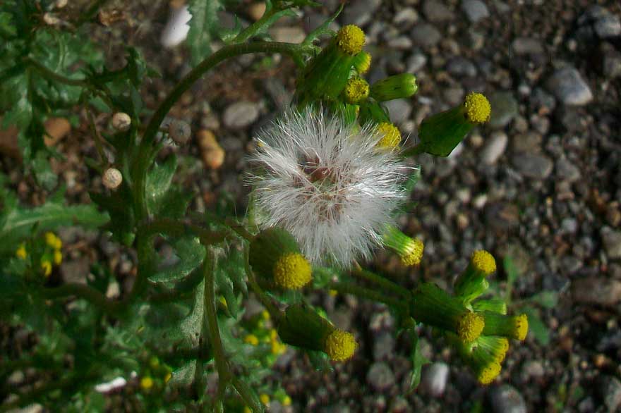Senecio vulgaris