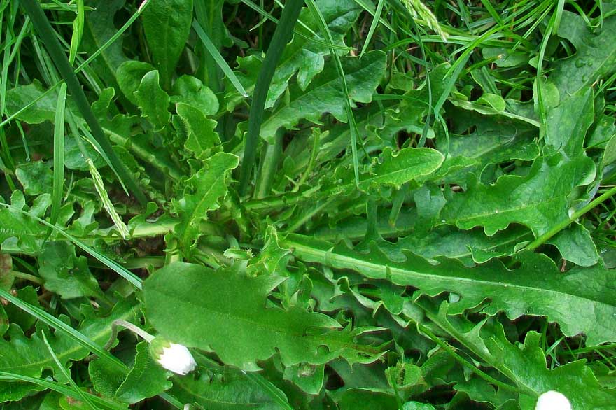 Hypochaeris radicata