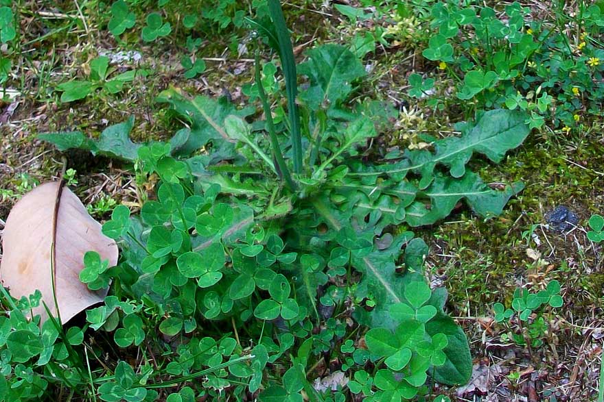 Hypochaeris radicata