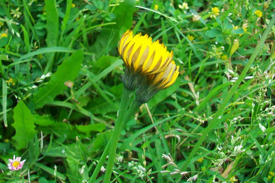 Hypochaeris radicata