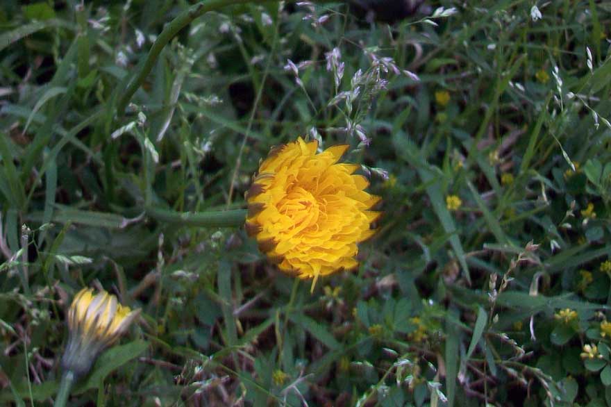 Hypochaeris radicata