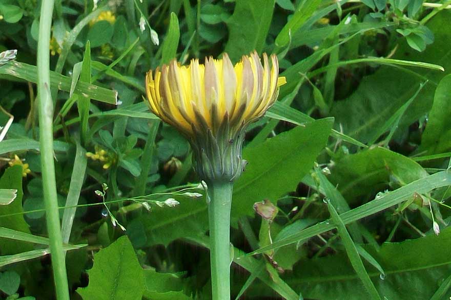 Hypochaeris radicata