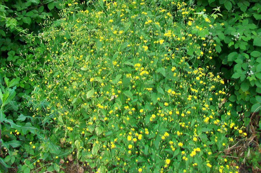 Lapsana communis