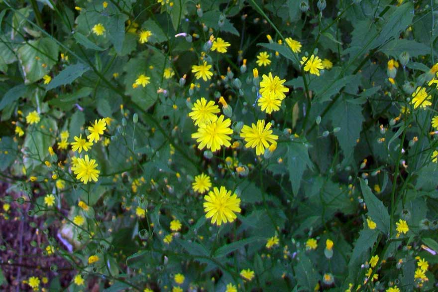 Lapsana communis