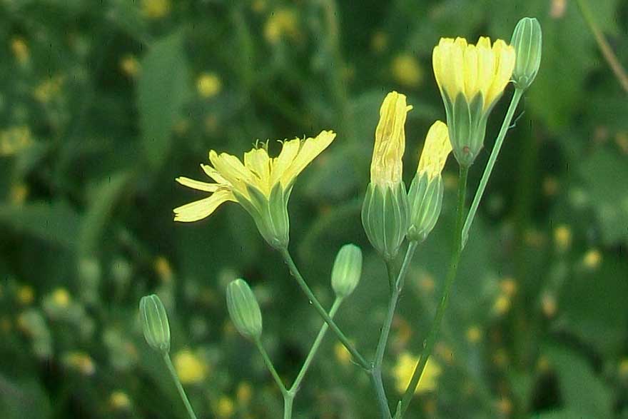 Lapsana communis