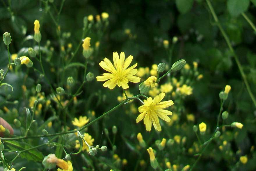 Lapsana communis