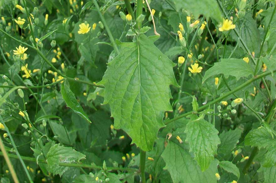 Lapsana communis