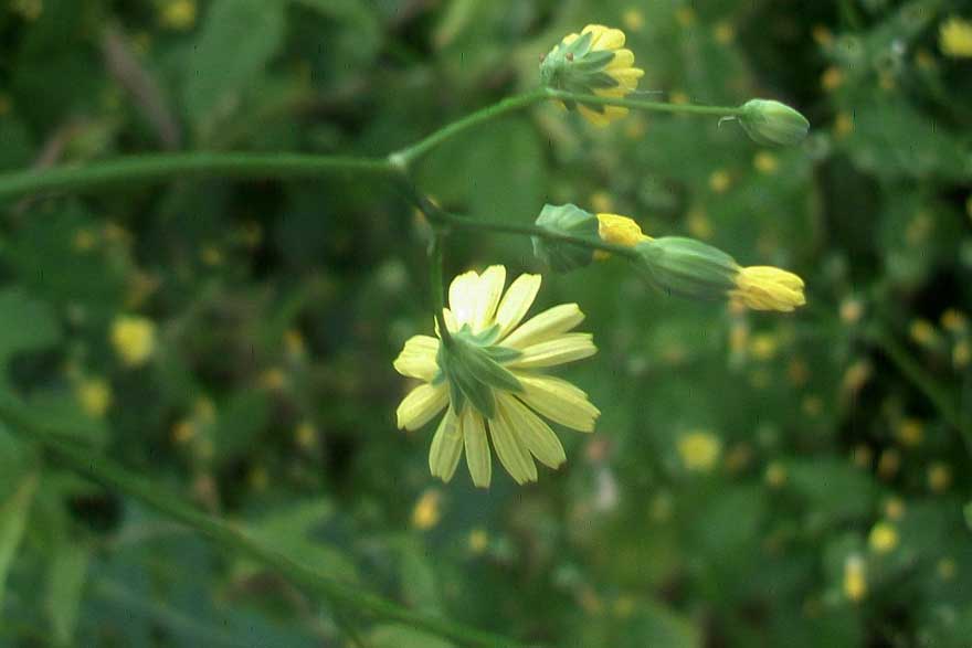 Lapsana communis