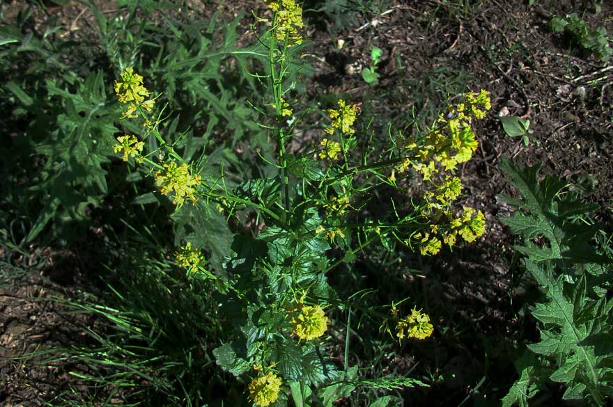 Brassicacea - Barbarea vulgaris