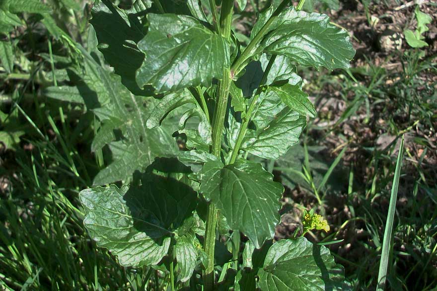 Brassicacea - Barbarea vulgaris