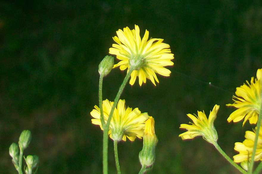Crepis cfr. capillaris