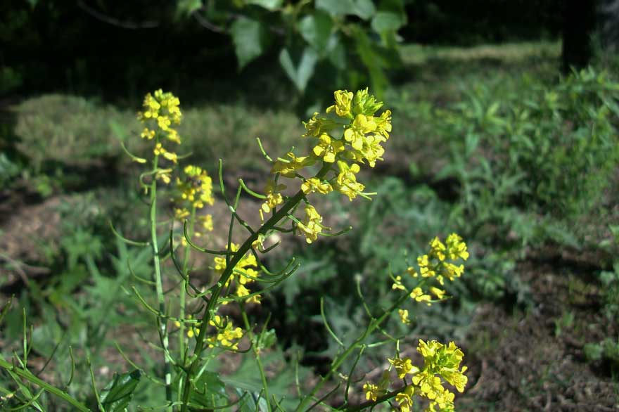 Brassicacea - Barbarea vulgaris