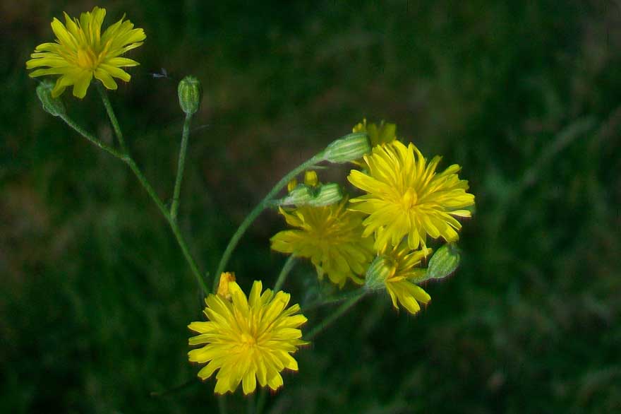 Crepis cfr. capillaris