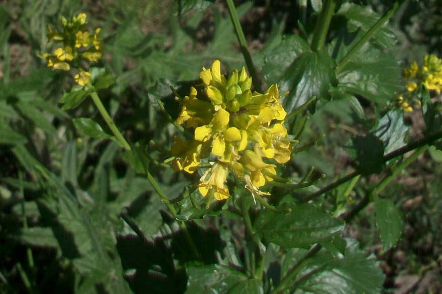 Brassicacea - Barbarea vulgaris