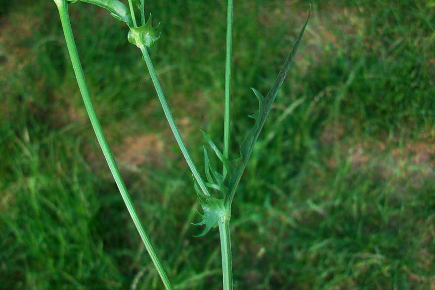 Crepis cfr. capillaris