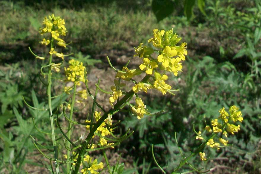 Brassicacea - Barbarea vulgaris