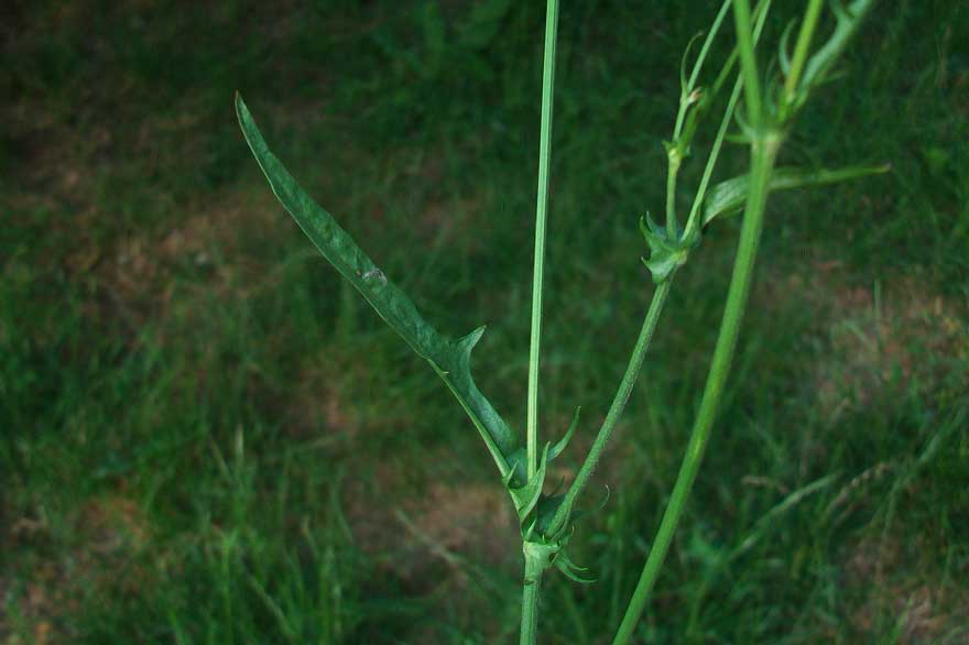 Crepis cfr. capillaris