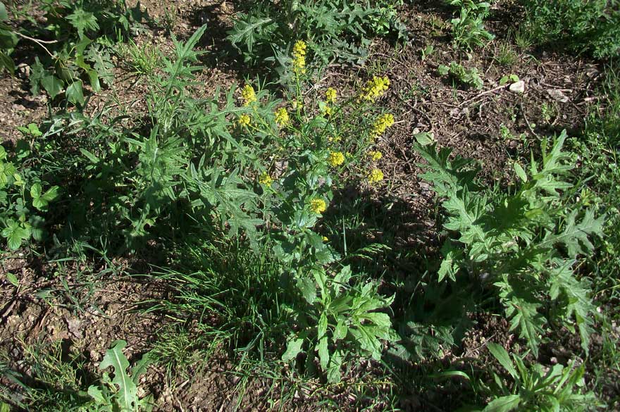 Brassicacea - Barbarea vulgaris