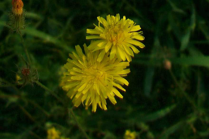 Crepis cfr. capillaris